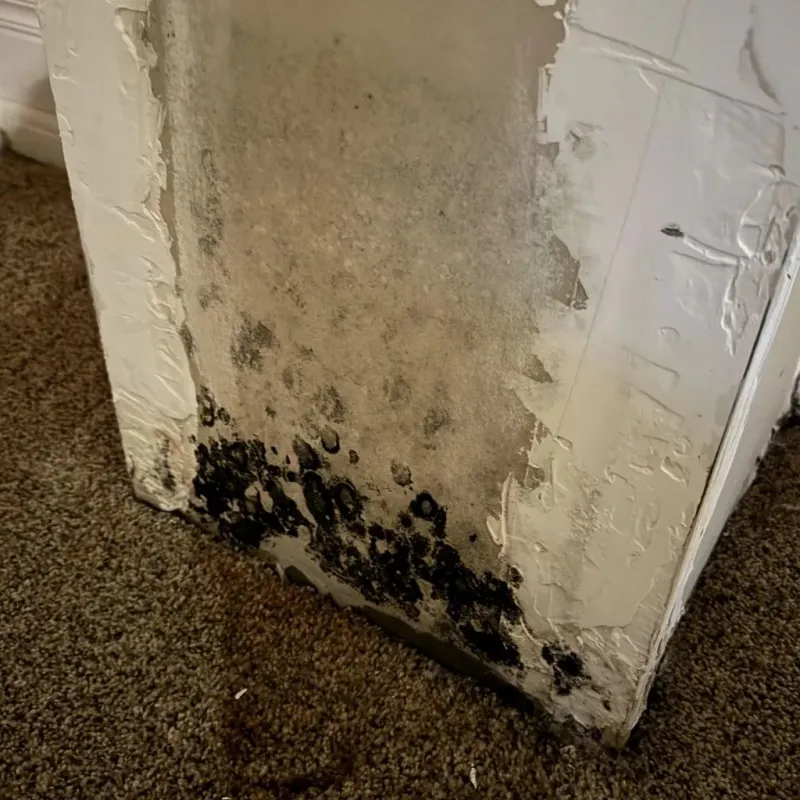 Professional Mold Removal in Morristown, IN